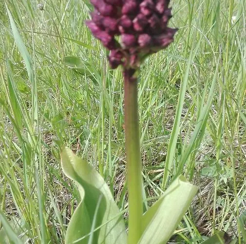 Prati Dei Campassi Bed & Breakfast