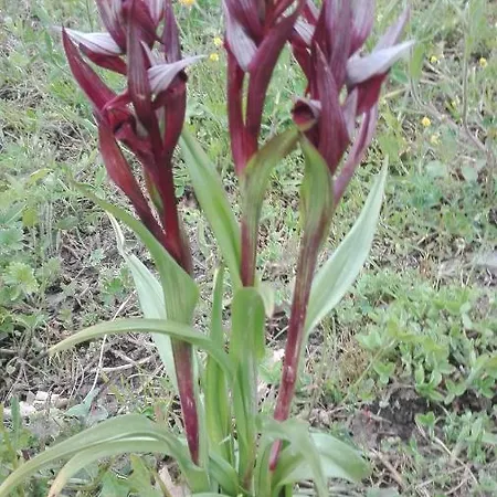 Prati Dei Campassi Bed and Breakfast Bardi