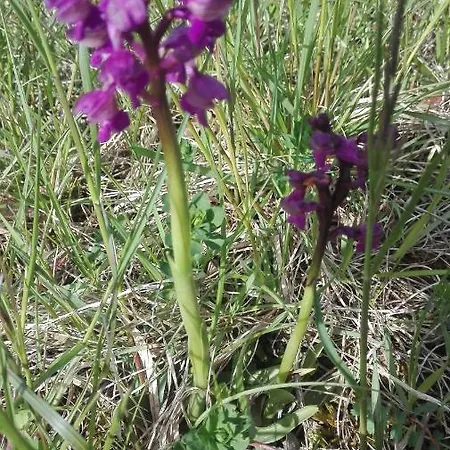 Prati Dei Campassi Bed & Breakfast 3*