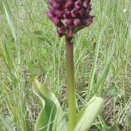 Prati Dei Campassi Bed and Breakfast