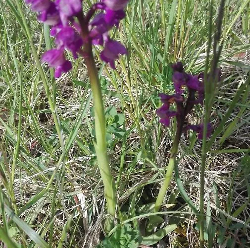 Prati Dei Campassi Bed and breakfast 3*